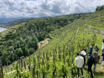 Northern Rhône wines - Full day