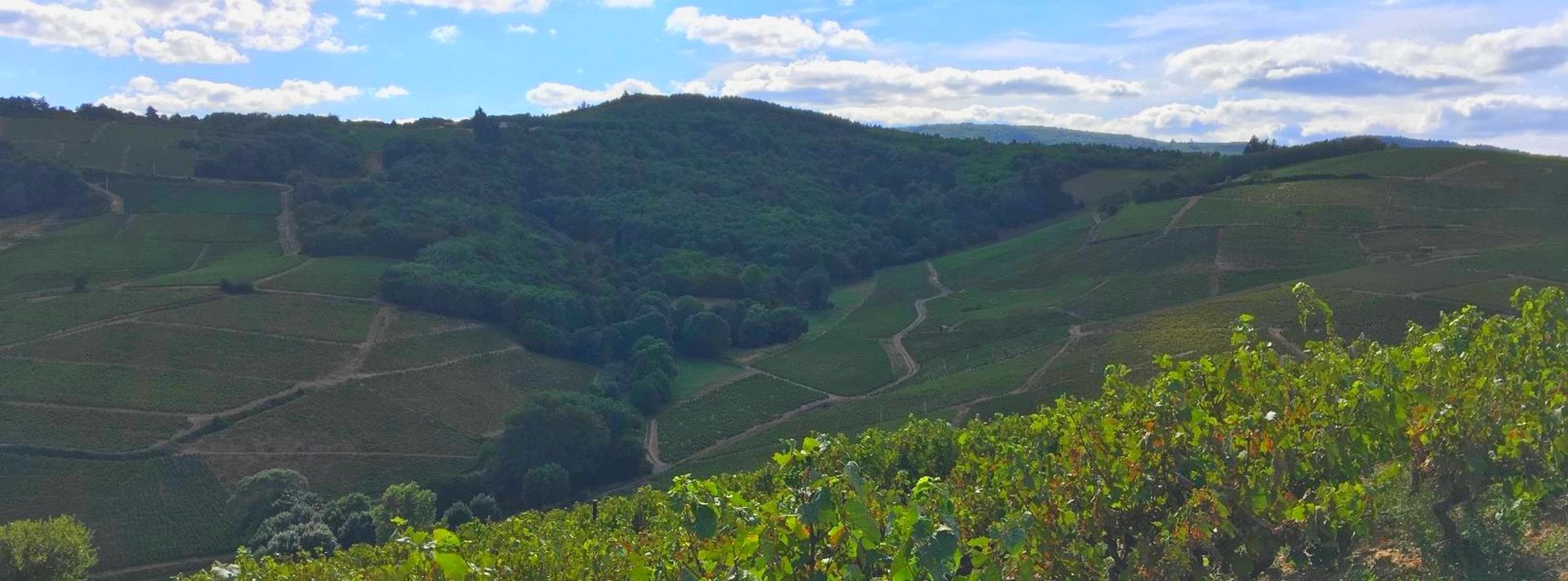 Beaujolais: the finest AOC wines – Full day
